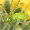 Lesser Green Lynx Spider - Photo no rights reserved, uploaded by Jesse Rorabaugh