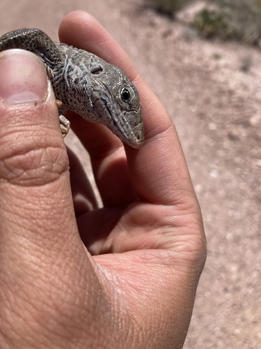 Aspidoscelis marmoratus