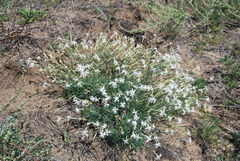 Dianthus volgicus