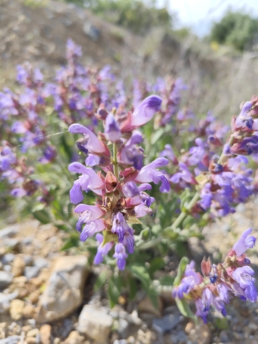 garden sage
