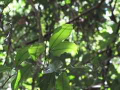 Calyptranthes chytraculia