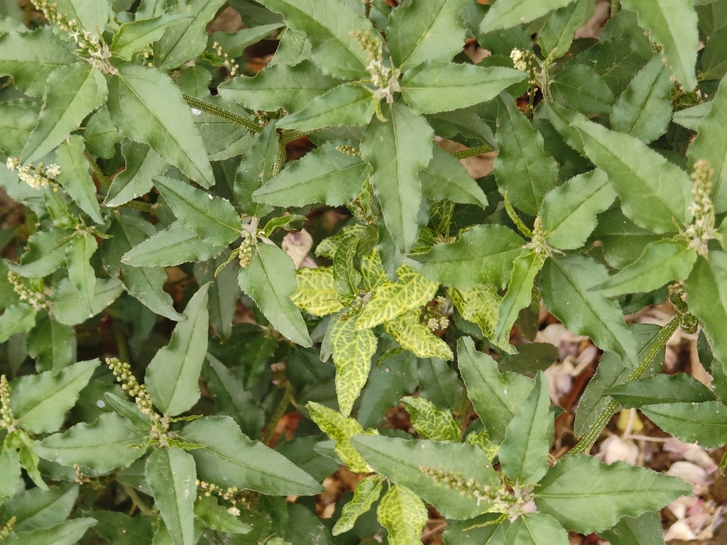 Croton bonplandianus; photograph (c) P Jeganathan, some rights reserved (CC BY)