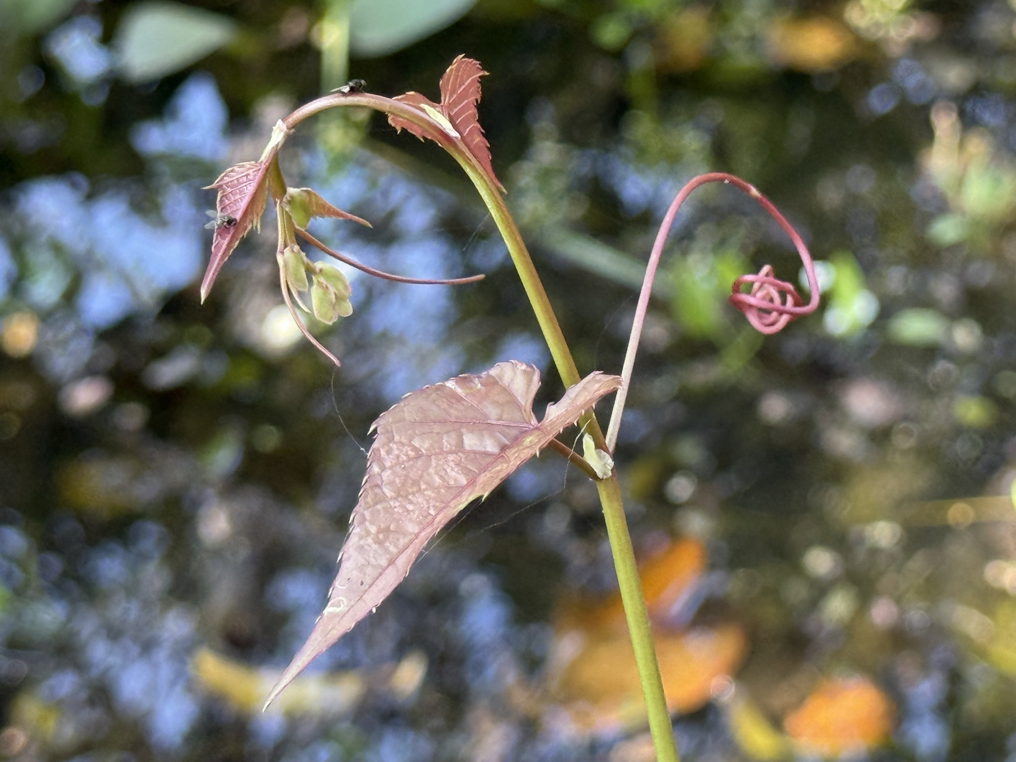 Cissus triloba (Cissus triloba)