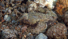 Synchiropus ocellatus