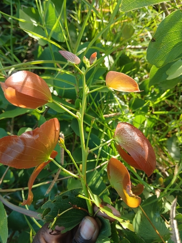 Mopane