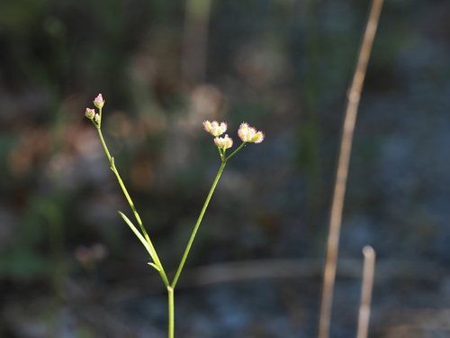 Torilis africana, photograph 4