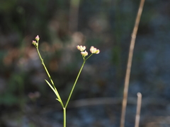 Torilis africana, photograph Augustin Soulard, CC BY, iNaturalist via GBIF