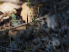 Torilis africana, photograph Augustin Soulard, CC BY, iNaturalist via GBIF