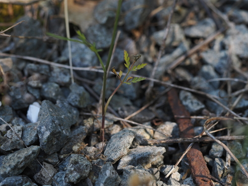 Torilis africana, photograph 5