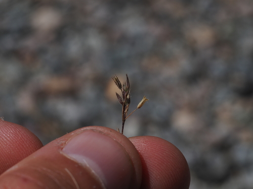 Sabulina tenuifolia, photograph 4