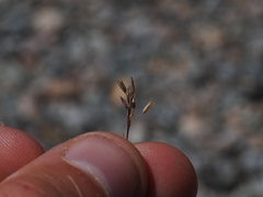 Sabulina tenuifolia, photograph (c) Augustin Soulard, some rights reserved (CC BY)