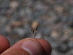 Sabulina tenuifolia, photograph (c) Augustin Soulard, some rights reserved (CC BY)