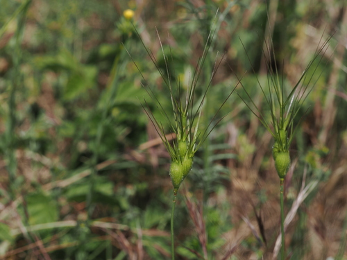 Aegilops neglecta