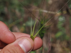 Aegilops neglecta, photograph (c) Augustin Soulard, some rights reserved (CC BY)