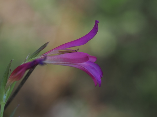 Gladiolus italicus, photograph 6