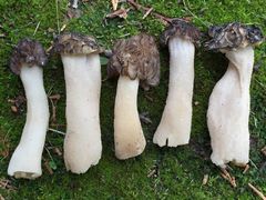 Morchella populiphila