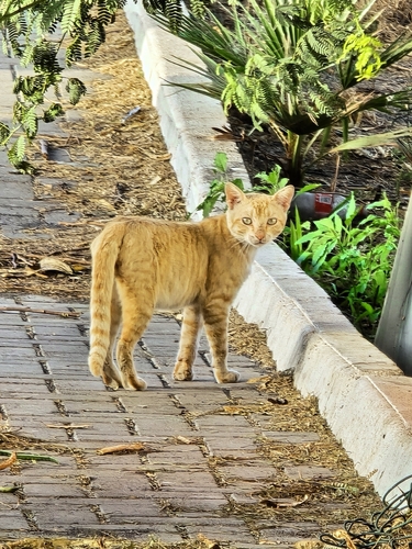 Domestic Cat