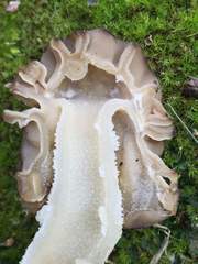 Morchella populiphila