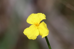 Xyris baldwiniana
