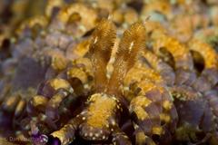 Pteraeolidia semperi