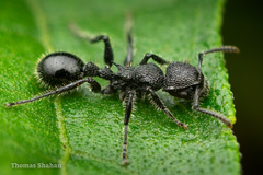 Procryptocerus