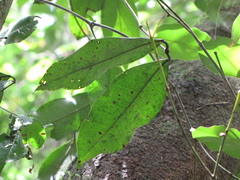 Calyptranthes chytraculia