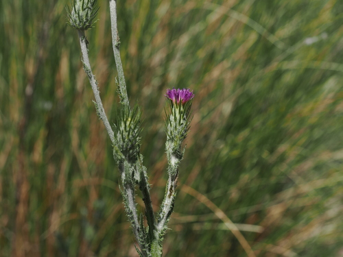 Carduus acicularis (Carduus acicularis)