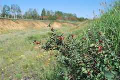 Cotoneaster alaunicus