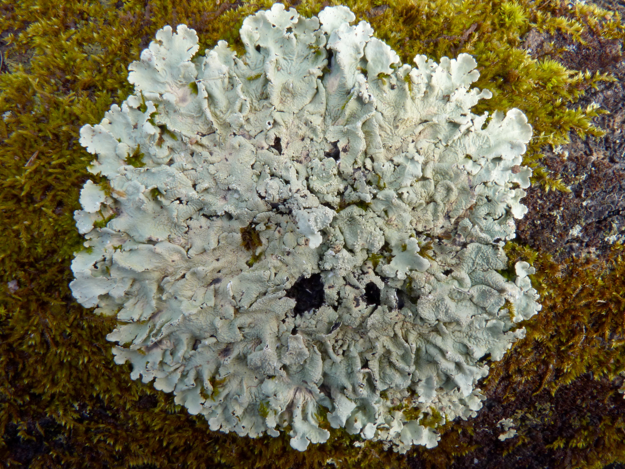 Flavoparmelia caperata image