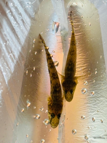 Tank Goby