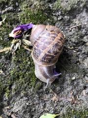 Cornu aspersum