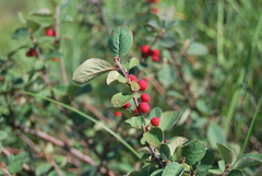 Cotoneaster alaunicus
