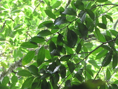 Celtis schippii