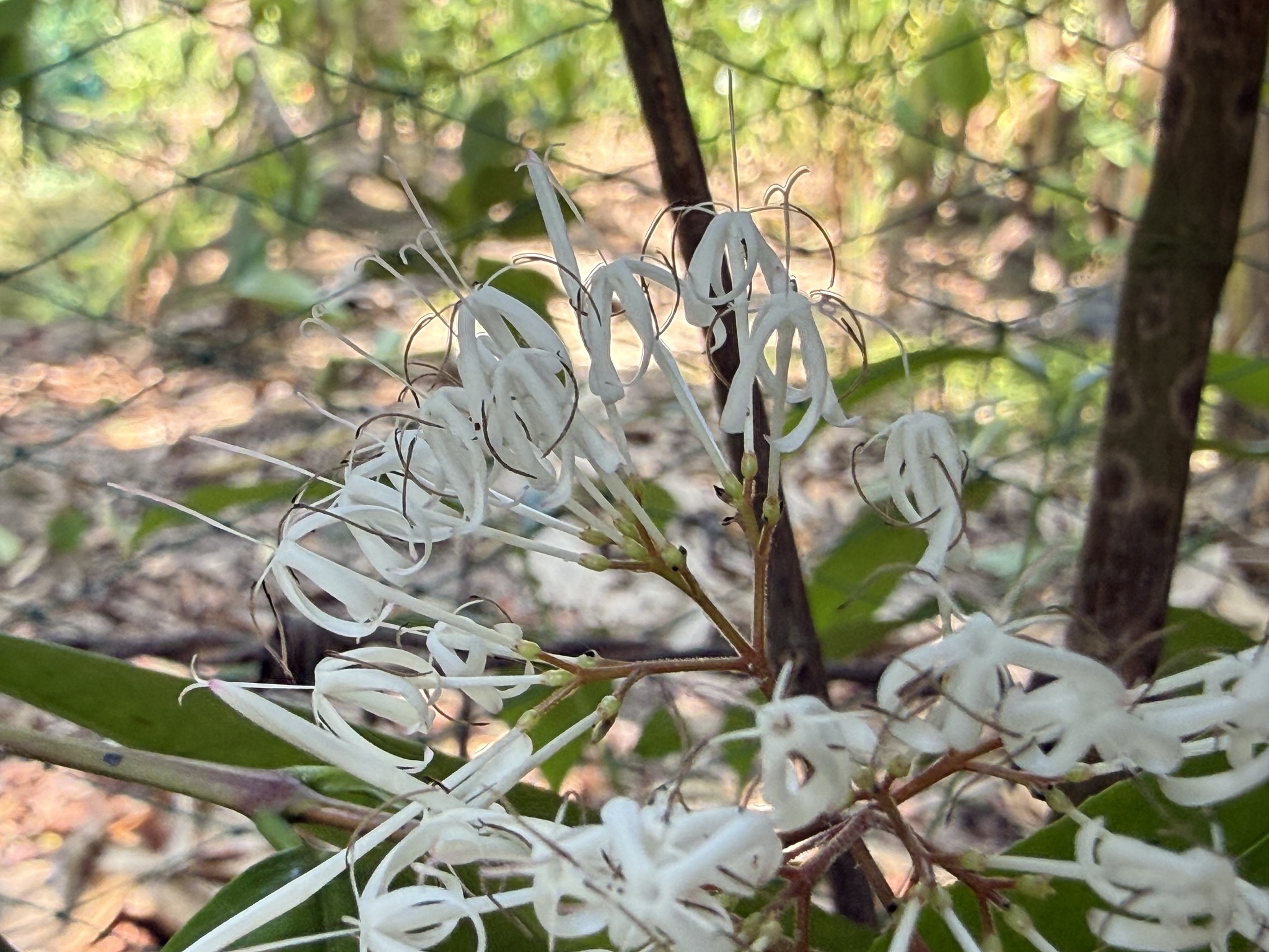 Ixora nigricans — ảnh 2