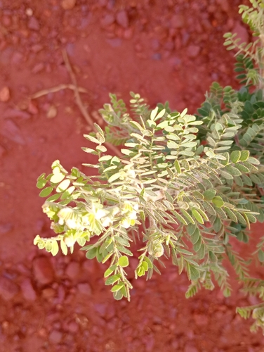 Gompholobium oreophilum