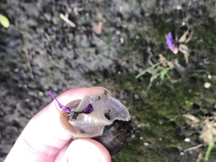 Cornu aspersum
