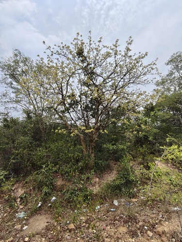Commiphora caudata