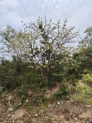 Commiphora caudata
