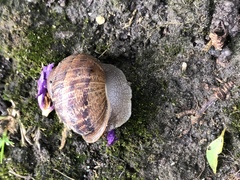 Cornu aspersum