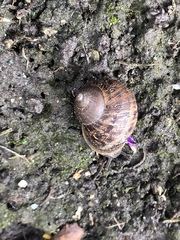 Cornu aspersum