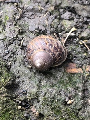 Cornu aspersum