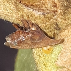 Enchenopa squamigera