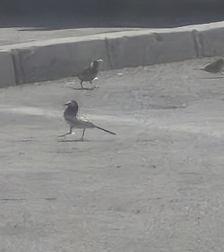 White Wagtail