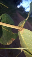 Enchenopa squamigera