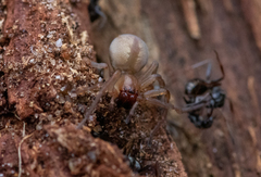 Cheiracanthium virescens