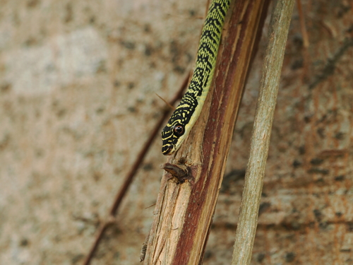 Golden Tree Snake