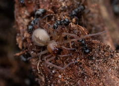 Cheiracanthium virescens