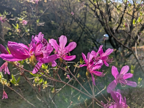 Rhododendron kiyosumense iNat (3)