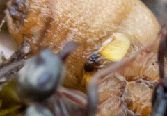 Cheiracanthium virescens