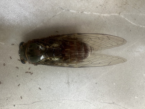 Platylomia radha